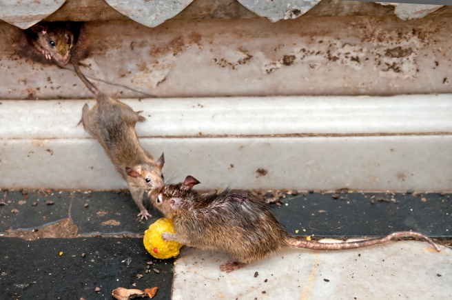 Holy Rat Fight at the Temple